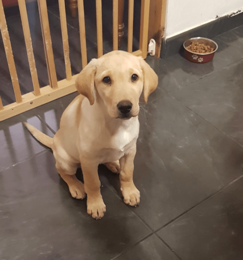 Imagen de la perrita fallecida / TA